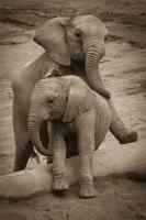 Lending a Helping Trunk�